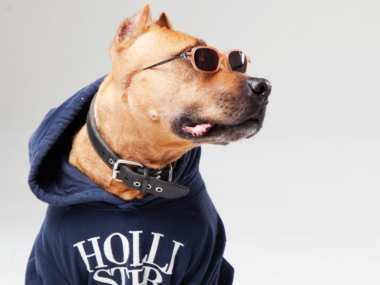 愛犬とのファッション